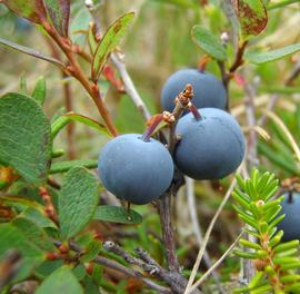   Fruits:   Vaccinium ovalifolium ; Photo by USDA, flickr.com
